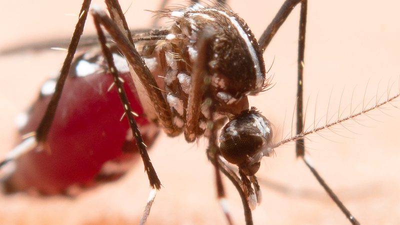 A dengue é uma doença viral e infecciosa transmitida pelo mosquito Aedes aegypti.