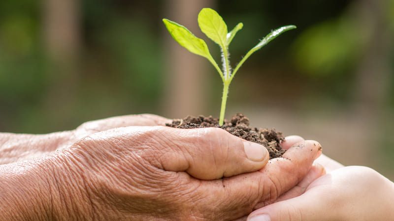 Mãos de um adulto e de uma criança segurando juntas um pequeno broto com terra, simbolizando cuidado e preservação no Dia da Árvore.