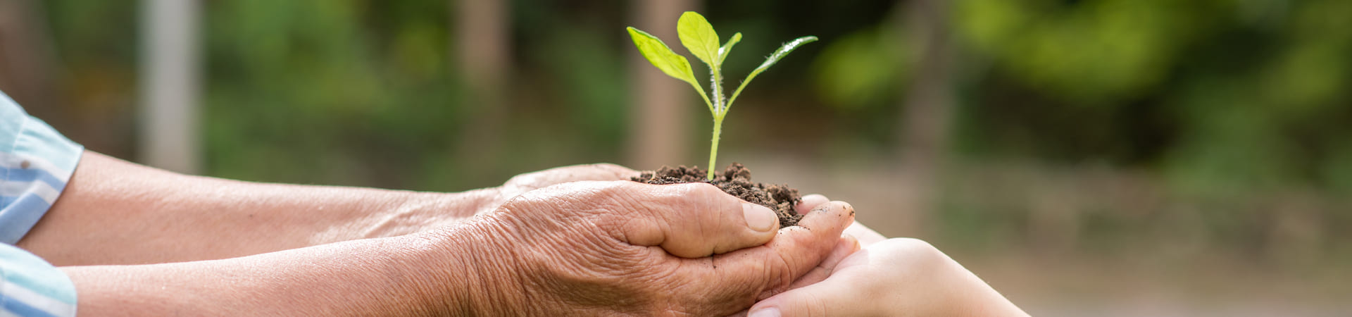 Mãos de um adulto e de uma criança segurando juntas um pequeno broto com terra, simbolizando cuidado e preservação no Dia da Árvore.